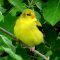 VERY Yellow Female Goldfinch :-)