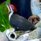 Pileated Woodpecker Pecking On Old Bones