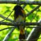 Never Saw A “Redstart” Until Now! :-)