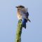 Female Eastern Bluebird On Top Of A Pine