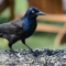Colorful Grackle