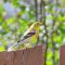 Female American Goldfinch