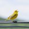 yellow warbler singing a summer song