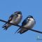 pair of tree swallows