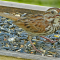 Juvenile Song Sparrow