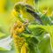American Goldfinch on Sunflower
