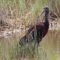 Glossy Ibis at the Scarborough Marsh
