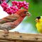 Friendly Finches