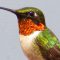 Ruby-throated Hummingbird “Zoomed” In ;-)