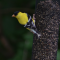 Male Goldfinch on Feeder