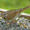 Juvenile Song Sparrow on a tray feeder