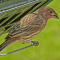 Male House Finch at a seed feeder
