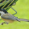 Carolina Chickadee at a ‘squirrel-proof’ feeder