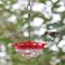 Female Ruby-throated Hummingbird ((7-30-16)