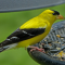 Male Goldfinch in breeding plumage