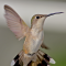 Ruby-throated Hummingbirds in flight