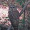 Barred Owl visit to backyard