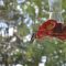 Ruby-throated Hummingbird at Feeder