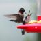 Daddy Hummingbird Helping Fledgling Modern Feed ;-)