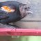 Red-winged Blackbird Featherless Head