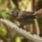 Wren tits juveniles