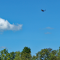 Turkey Vulture on the wing