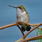 A young female Ruby-throated Hummingbird