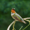 Male Ruby-throated Hummingbird keeps watch near a feeder