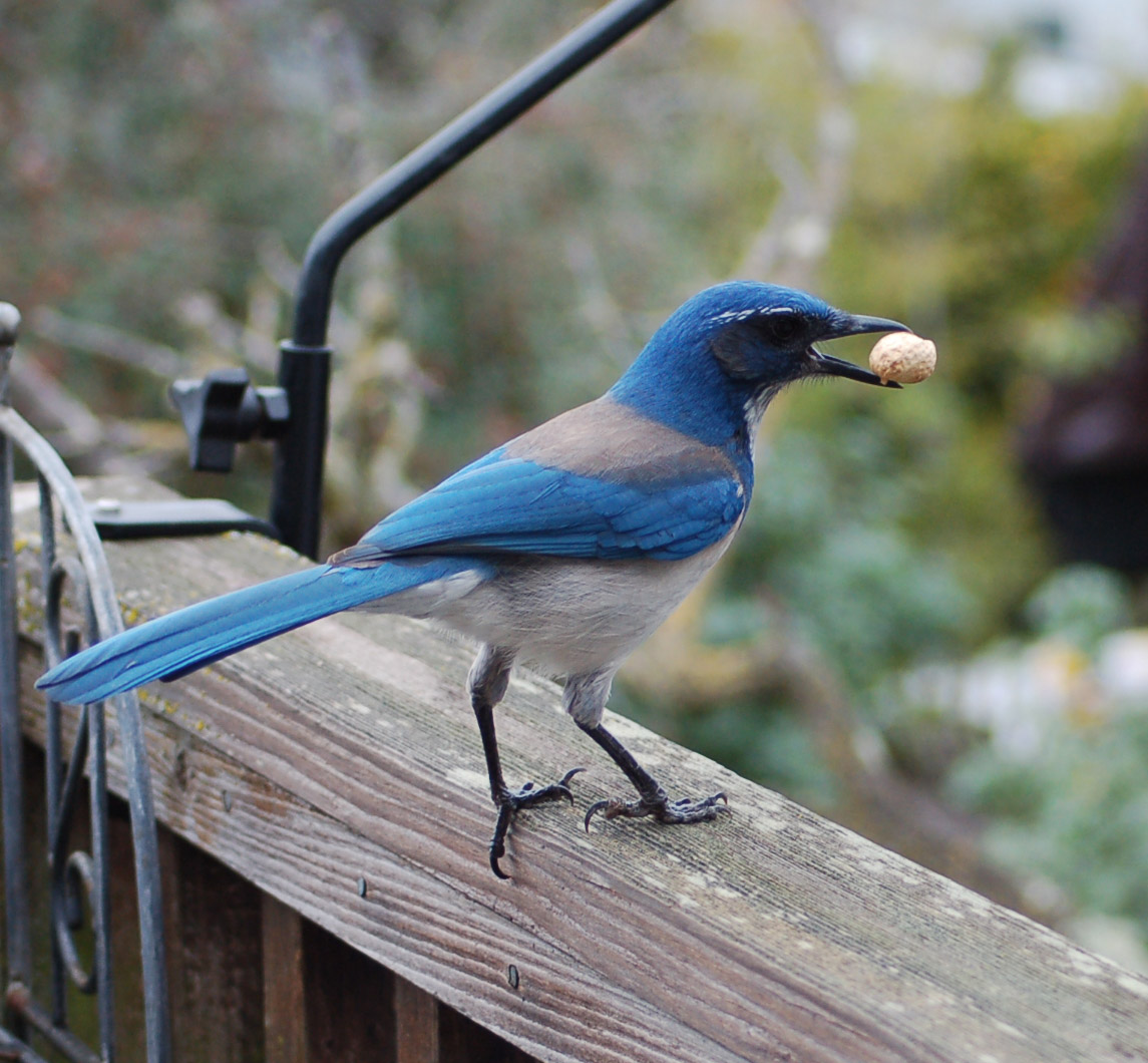 Meet the California Scrub-Jays: a royal blue bird that dances ...