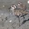 A molting American Golden Plover.