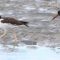 Adult, and juvenile American Oystercatchers.