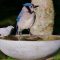 Thirsty Blue Jay