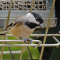A Carolina Chickadee visits the feeder