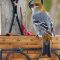 Female Pine Grosbeak