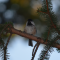 Chickadee in a Pine Tree