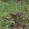 Is this a Common Yellowthroat?