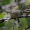 Curious Ruby-crowned Kinglet