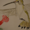 Female Ruby-throated Hummingbird Illustration