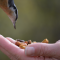 Hand-feeding Red-breasted Nuthatch