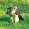 Hawk with Breakfast of Starling