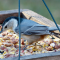 Nuthatch finds an embarrassment of riches