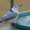 Nuthatch at the water dish