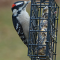 Male Downy Woodpecker at a feeder