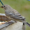 Female House Finch on a tray feeder