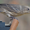 Female House Finch on a hopper feeder