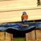 Bath Time For Mr. and Mrs. Eastern Bluebird
