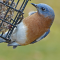 Eastern Bluebird male at a suet feeder