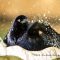 Great-tailed Grackle Goes a Little Wild in the Bath
