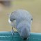 Tufted Titmouse at the water dish