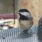 A Carolina Chickadee visits the feeder